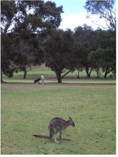Wildlife Wildlife